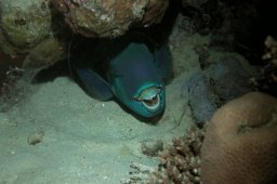 Fünfsattelfleck-Papageifisch (Scarus scaber)